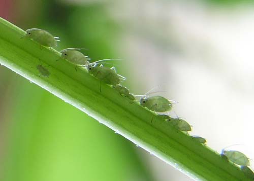 aphids
