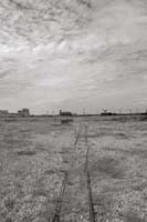 dungeness037