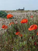 dungeness048