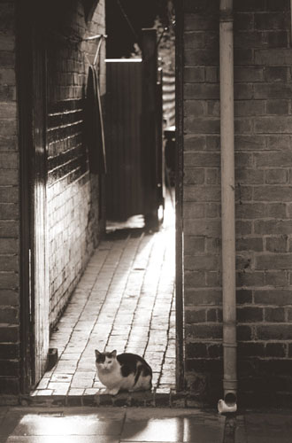 alley cat, Hawthorne Street Leicester by Paul Smith