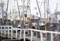 Newhaven Harbour Boats