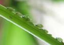 aphids