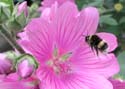 bee01