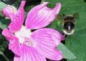 bee02