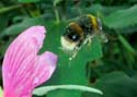 bee03