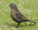 blackbird09
