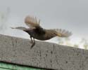 blackbird10