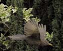 blackbird11