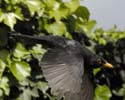 blackbird12