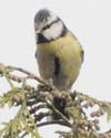 bluetit006