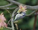 bluetit008