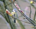 bluetit02