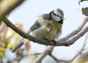bluetit04