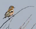 chaffinch01