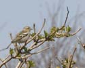 chaffinch02