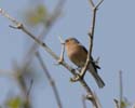 chaffinch03
