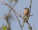chaffinch04