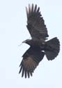 crow01