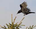 crow02