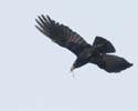 crow03