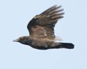 crow04