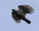 crow05