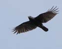crow06
