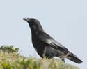 crow07