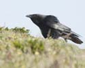 crow08