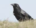 crow09