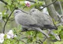 doves