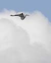 egret