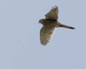 falcon01