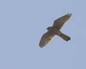 falcon02