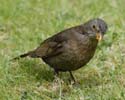 female blackbird