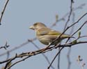 greenfinch001