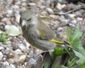 greenfinch01