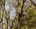 greenfinch11