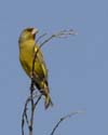 greenfinch143