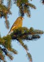 greenfinch38