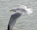 gull01