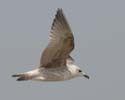 gull02