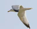 gull03