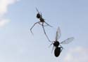 insect-spider01