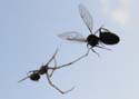 insect-spider02