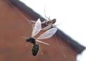 insect-spider03