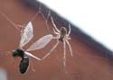 insect-spider04