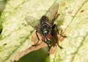 insect02