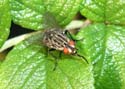 insect03