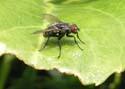 insect04